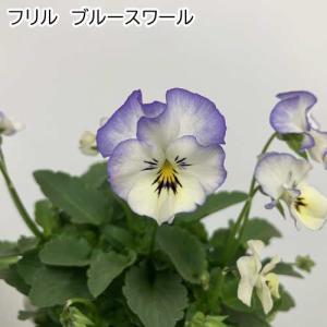ビオラ 花ろまんシリーズ 6種類 15ポットセ...の詳細画像4