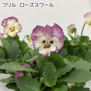ビオラ 花ろまんシリーズ 6種類 15ポットセ...の詳細画像5
