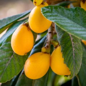 クイーン長崎 接木苗】 ビワ [果樹苗木 枇杷 びわ] : ガーデン