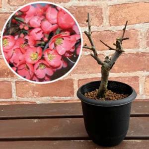 ボケ(木瓜) 放春花 みねやま 3.5号鉢 (直径10.5cm) 1個 落葉低木 庭木 盆栽 生け垣 切り花