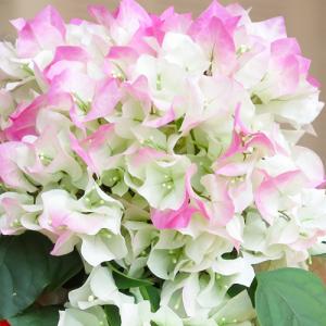 ブーゲンビリア 苗 花 ガーデニング の商品一覧 通販 Yahoo ショッピング