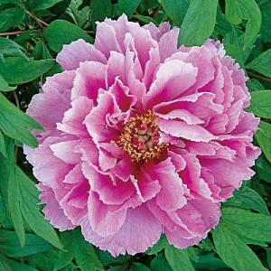 イングの森 花 苗 育て方 シャクヤク 芍薬 ピオニー その２ サ ノ Yahoo ショッピング