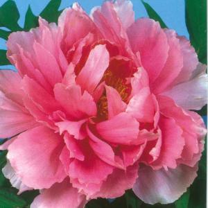 イングの森 花 苗 育て方 ボタン 牡丹 鉢植え向きの花木 その２ Yahoo ショッピング