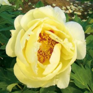 イングの森 花 苗 育て方 シャクヤク 芍薬 ピオニー その２ サ ノ Yahoo ショッピング