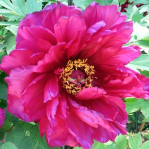 イングの森 花 苗 球根 育て方 シャクヤク 芍薬 ピオニー その２ サ ノ Yahoo ショッピング