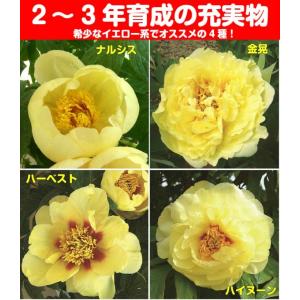 牡丹 花 ぼたん ボタン 鉢植えイエローコレクション 黄色系でお勧めをご紹介 6号鉢(直径18cm) 2〜3年物｜hanamankai