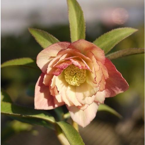 クリスマスローズ 八重咲きアプリコット系ダブル 9cmポット苗 松村ナーセリー・実生選抜苗