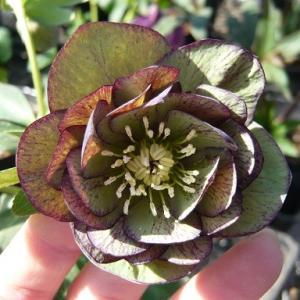 クリスマスローズ 八重咲きバイカラー系ダブル 9cmポット苗 松村ナーセリー・実生選抜苗