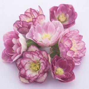 ミヨシのクリスマスローズ ダブルファンタジー 八重咲き・中輪ニゲル種