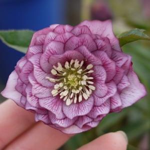 クリスマスローズ 花 苗 八重咲き ピコティ系ダブル 9cmポット 松村ナーセリー 実生選抜苗