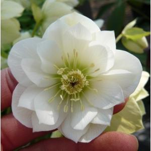 クリスマスローズ 八重咲きホワイト系ダブル 9cmポット苗 松村ナーセリー・実生選抜苗