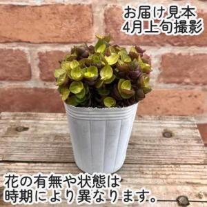 桜色カリシア カリシア レペンス 2.5号(直...の詳細画像1