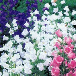 イングの森 母の日 プレゼント ギフト 花 カンパニュラ その１ ア コ Yahoo ショッピング