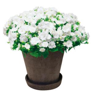 イングの森 母の日 プレゼント ギフト 花 カンパニュラ その１ ア コ Yahoo ショッピング
