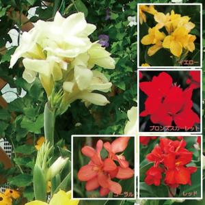 イングの森 花 苗 育て方 カンナ その１ ア コ Yahoo ショッピング