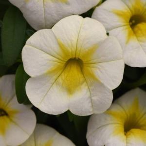 イングの森 花 苗 育て方 ペチュニア その３ ハ ワ Yahoo ショッピング