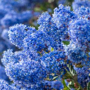 イングの森 花 苗 球根 育て方 ライラック 鉢植え向きの花木 その３ Yahoo ショッピング