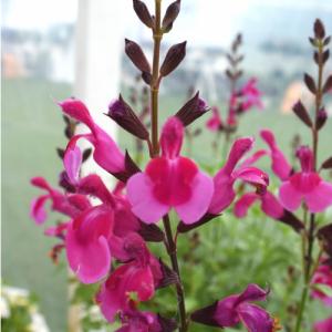 宿根サルビア ピンク 苗 の商品一覧 花 ガーデニング 通販 Yahoo ショッピング