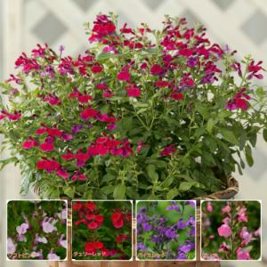 チェリーセージ 宿根サルビア ミラージュ 選べる4色 １株 カラフル イングリッシュガーデン 宿根草 N Cherrysage M イングの森 花 苗 球根 育て方 通販 Yahoo ショッピング