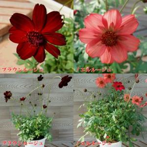 イングの森 花 苗 球根 育て方 コスモス 夏 秋楽しむ Yahoo ショッピング