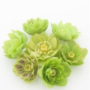 クリスマスローズ 花 苗 八重咲きグリーン系ダブル 9cmポット苗 松村ナーセリー・実生選抜苗