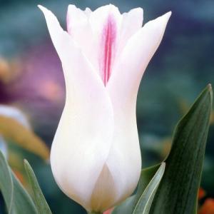 チューリップ 球根 花 秋植え 冬植え春咲き ホーランドチック ユリ咲き 5球パック イングリッシュガーデン ウィルマート