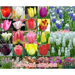 チューリップ20球 ムスカリ10球 オマケ20球 球根 寄せ植え