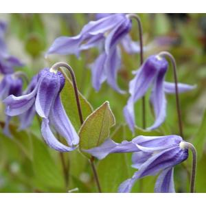 花苗 クレマチスセット 2種2株 送料込み / 花の苗 つる性植物 花壇向き