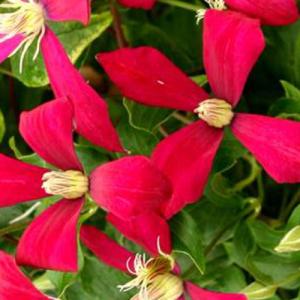 イングの森 花 苗 球根 育て方 ジャックマニー系 クレマチス Yahoo ショッピング