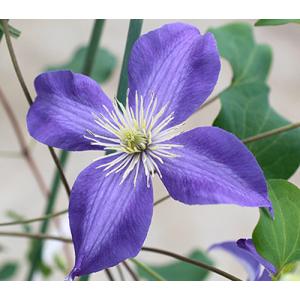 イングの森 花 苗 球根 育て方 ジャックマニー系 クレマチス Yahoo ショッピング
