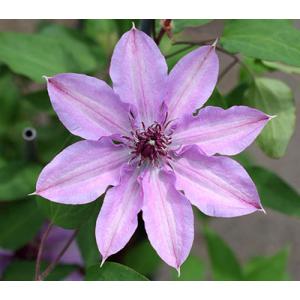 イングの森 花 苗 球根 育て方 パテンス系 クレマチス Yahoo ショッピング