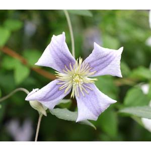 イングの森 花 苗 育て方 ビチセラ系 クレマチス Yahoo ショッピング