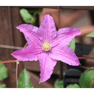 イングの森 花 苗 球根 育て方 ジャックマニー系 クレマチス Yahoo ショッピング