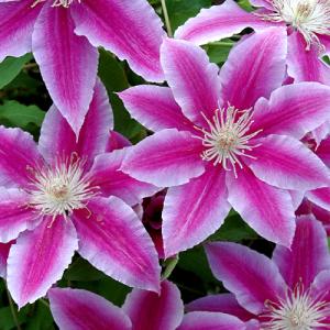 クレマチス ピンクレディー 4 5号サイズ2年生ポット苗 N Clematis Plady イングの森 花 苗 球根 育て方 通販 Yahoo ショッピング