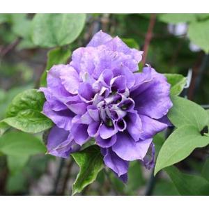 クレマチス 円空 ４．５号サイズ2年生ポット苗