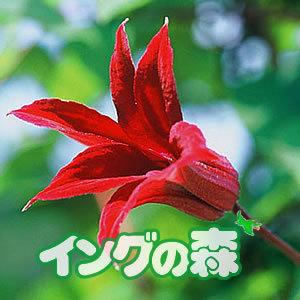 クレマチス その他いろいろA （選べる品種） 2個セット （ 送料