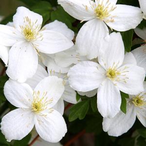 ☘️匿名発送☘️　芳香性　白モッコウバラ　挿し穂✕８本 (１０～１５cm) 真っ白な モッコウバラ 挿し木用→挿し穂 15本 - メルカリ