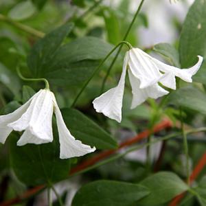 イングの森 花 苗 育て方 ビチセラ系 クレマチス Yahoo ショッピング