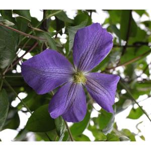 イングの森 花 苗 育て方 ビチセラ系 クレマチス Yahoo ショッピング