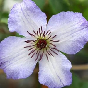 クレマチス ピンクレディー 4 5号サイズ2年生ポット苗 N Clematis Plady イングの森 花 苗 球根 育て方 通販 Yahoo ショッピング