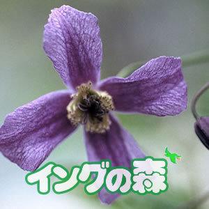 クレマチス 花 苗 多年草 リトル ボーイ 秋 夏 インテグリフォリア 4 5号サイズ 2年生 ポット苗 N Clematis Littleboy イングの森 花 苗 育て方 通販 Yahoo ショッピング