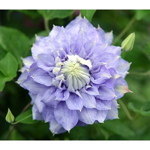 クレマチス マズリー 4.5号サイズ2年生ポット苗