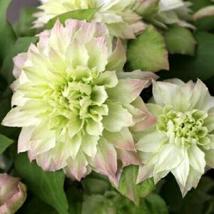 クレマチス フルディーン 4．5号サイズ2年生ポット苗 : イングの森