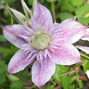 クレマチス 流星（りゅうせい）栽培セット 4.5号サイズ2年生ポット苗