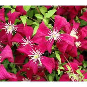 イングの森 花 苗 育て方 ビチセラ系 クレマチス Yahoo ショッピング