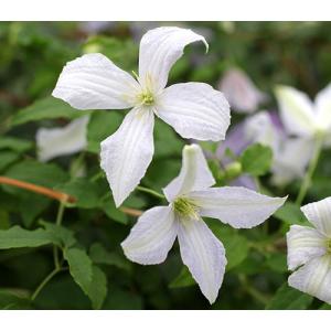 イングの森 花 苗 育て方 ビチセラ系 クレマチス Yahoo ショッピング