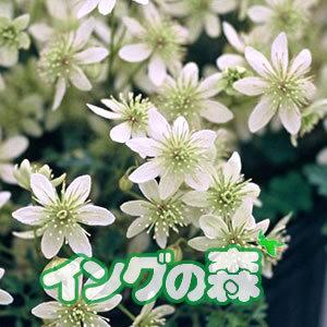 多肉植物：アガベ 笹の雪白虎斑 極氷山*9.5cm 現品 一品限り : 遊恵