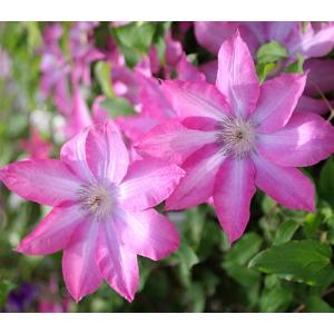 イングの森 花 苗 球根 育て方 パテンス系 クレマチス Yahoo ショッピング