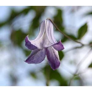 クレマチス 流星（りゅうせい）栽培セット 4.5号サイズ2年生