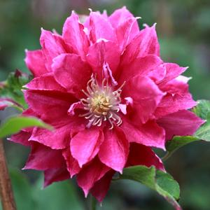 クレマチス 花 苗 レッド スター パテンス 多年草 春 夏 4 5号サイズ 2年生ポット苗 N Clematis Redstar イングの森 花 苗 育て方 通販 Yahoo ショッピング